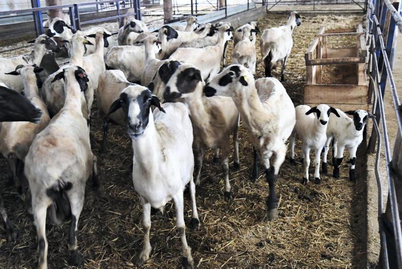 Livestock farming in Cameroon