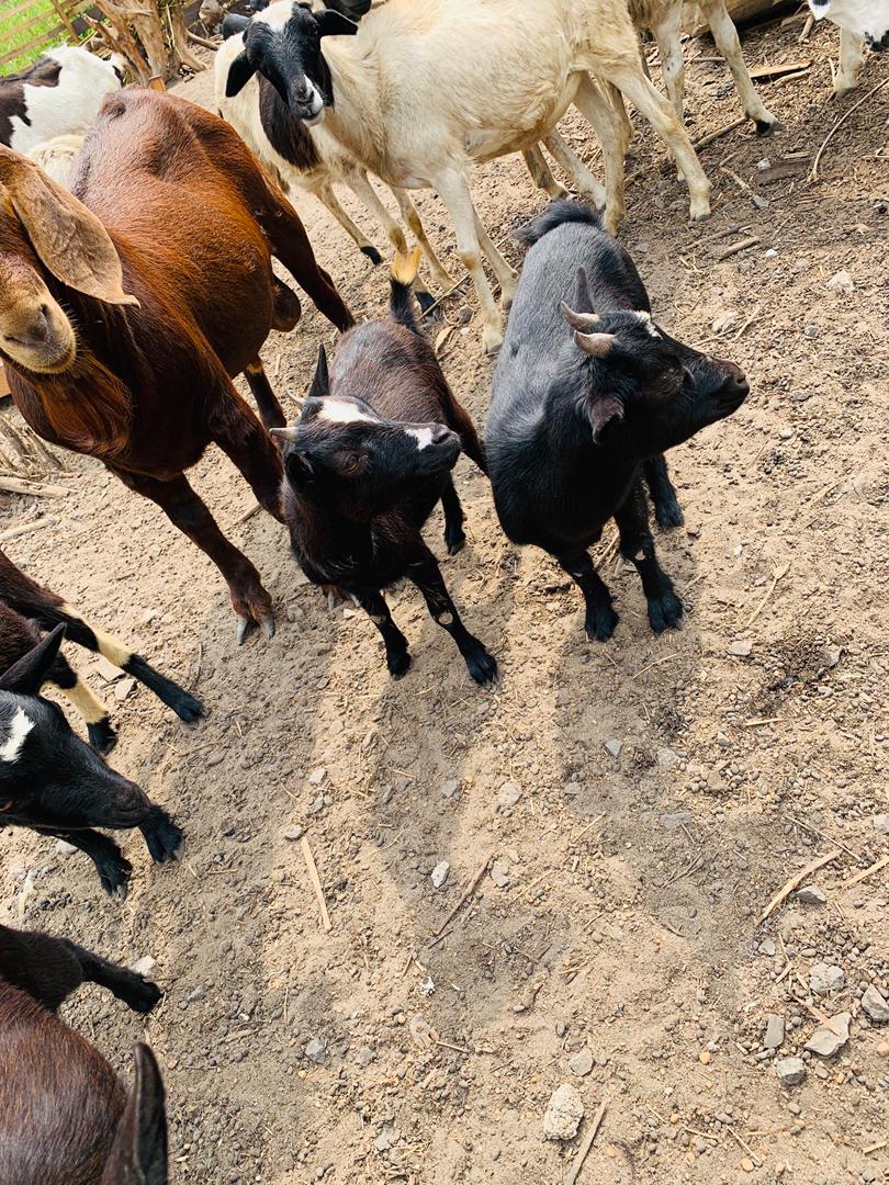 Henola CIG Livestock farming in Cameroon