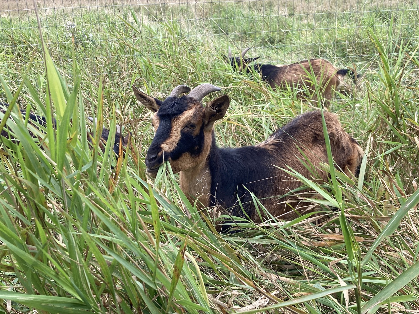Livestock farming in Cameroon