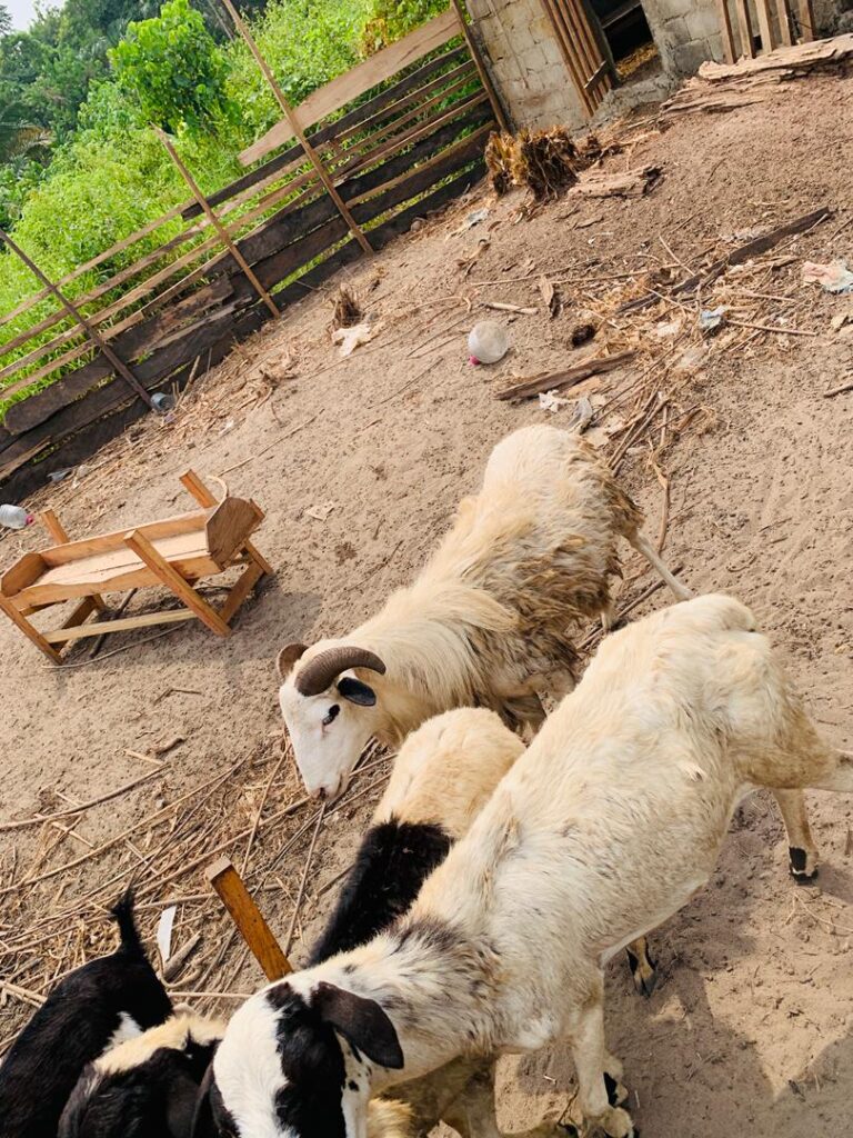 Henola CIG Livestock farming in Cameroon