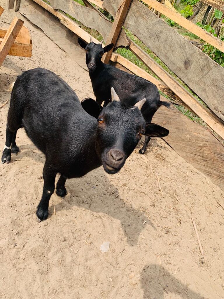 Henola CIG Livestock farming in Cameroon