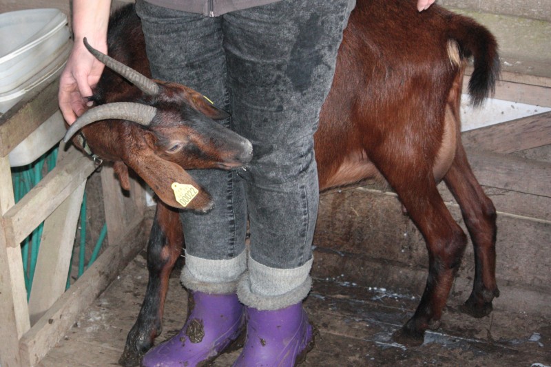 Livestock farming in Cameroon
