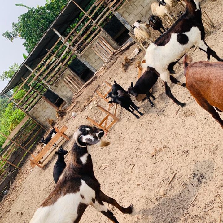 Henola CIG - Livestock farming in Cameroon