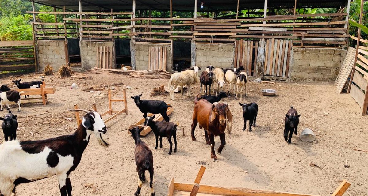 Goat and Sheep farming